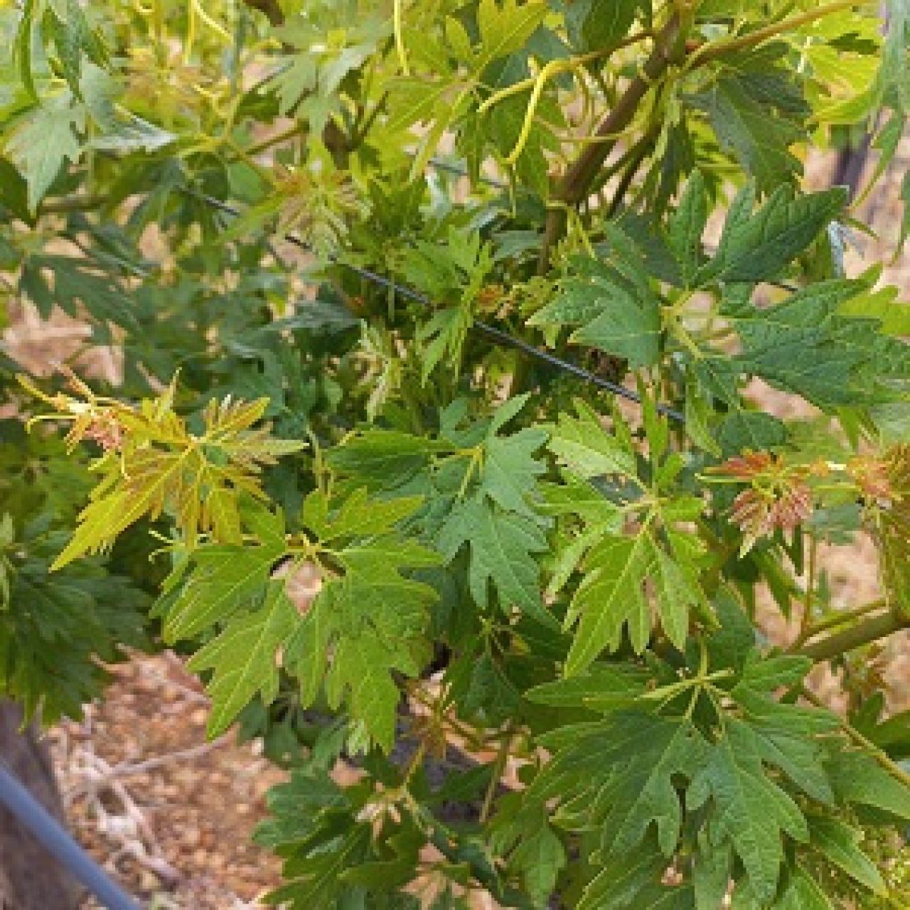 Grapevine collection at ARC Infruitec Nietvoorbij Figure 2 B