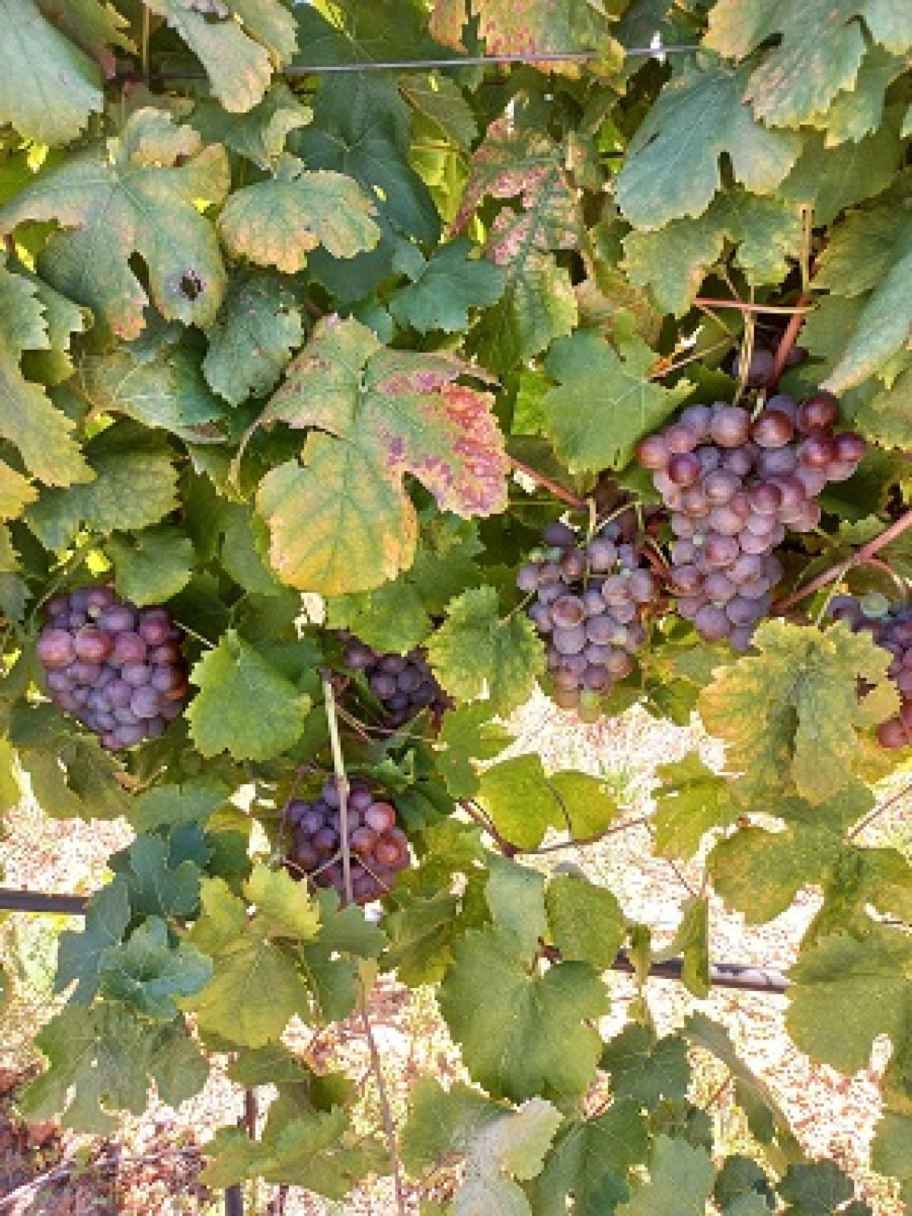 Grapevine collection at ARC Infruitec Nietvoorbij Figure 1 A 1