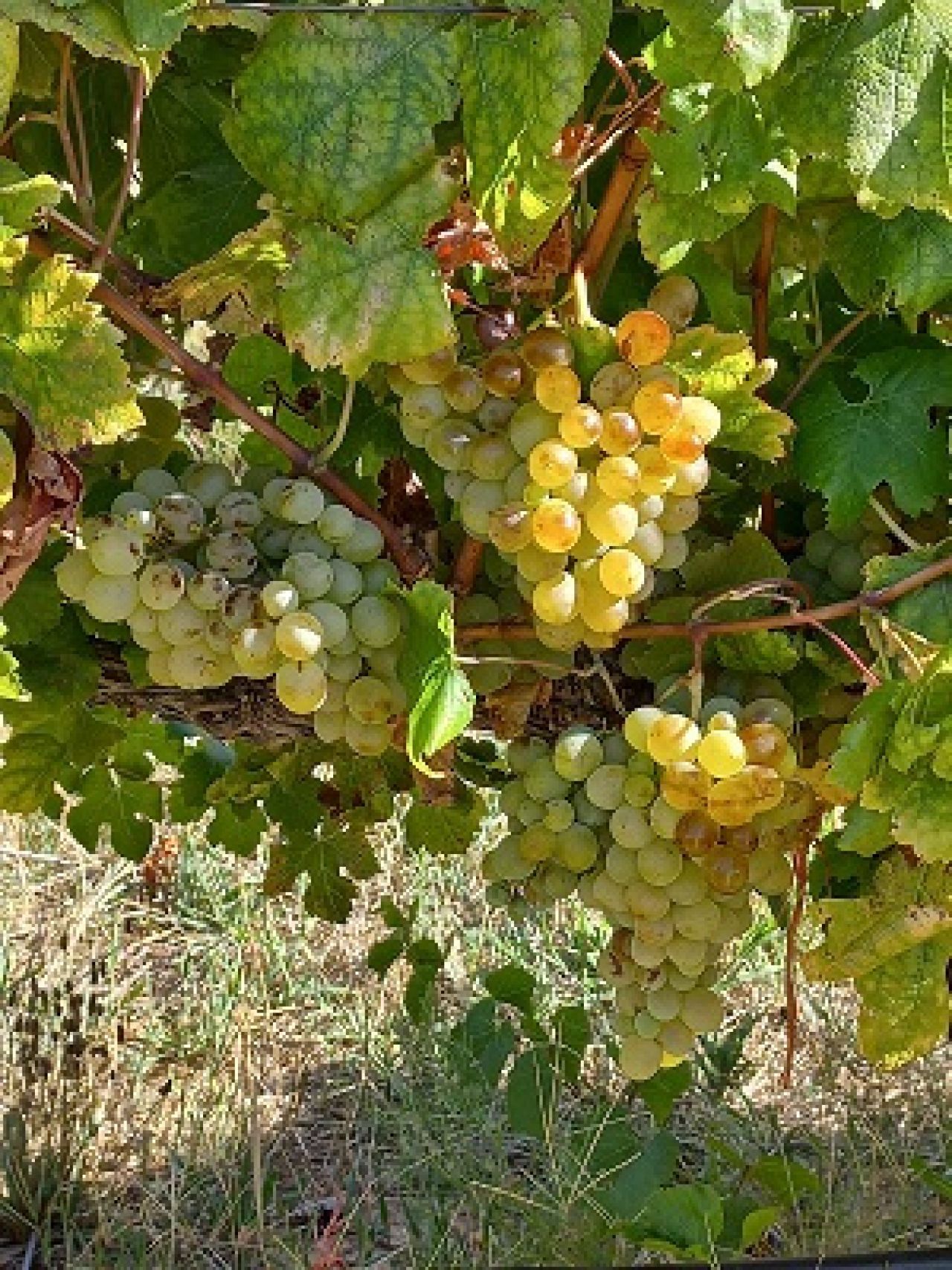 Grapevine collection at ARC Infruitec Nietvoorbij Figure 1 B
