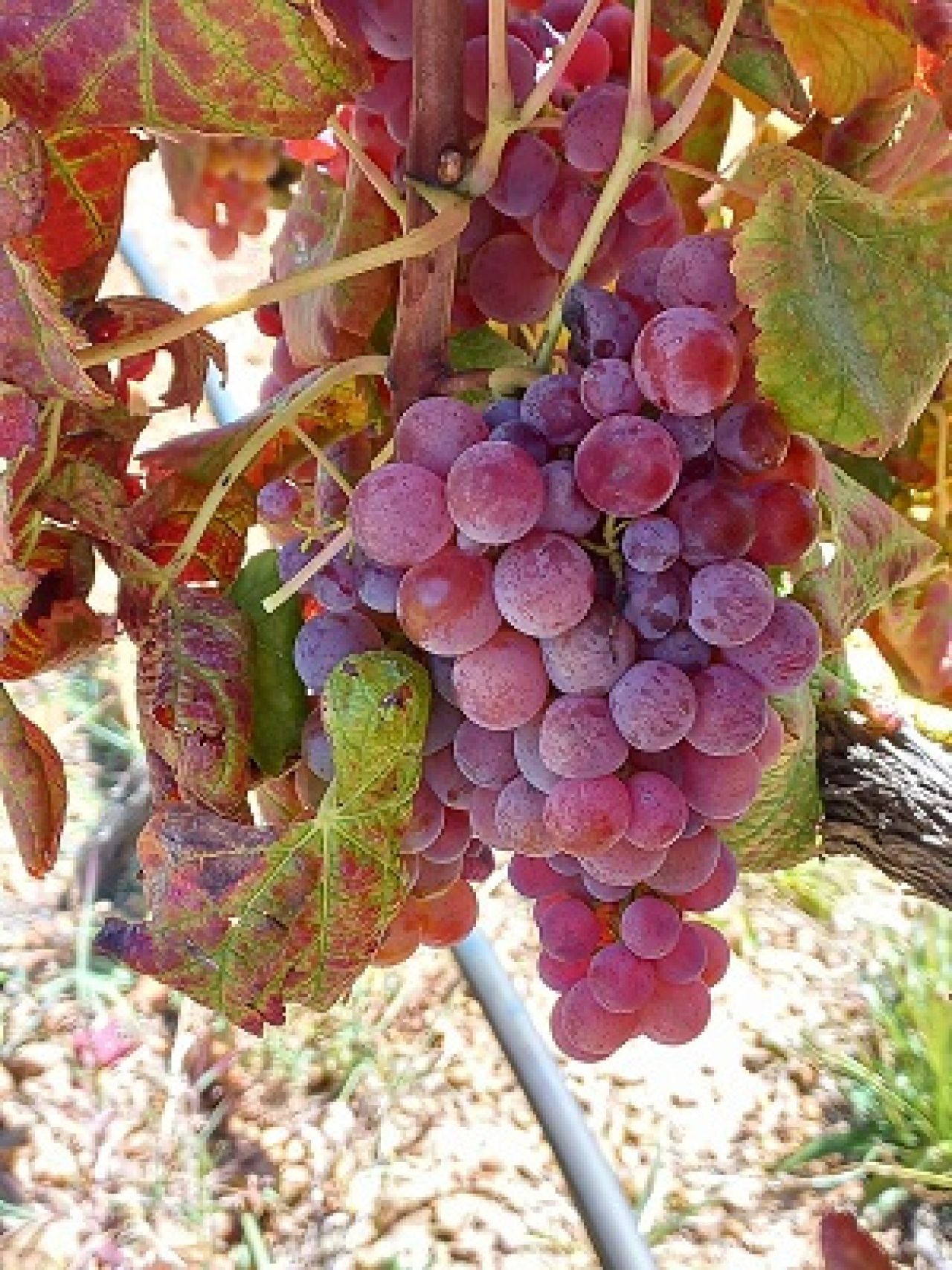 Grapevine collection at ARC Infruitec Nietvoorbij Figure 1 C