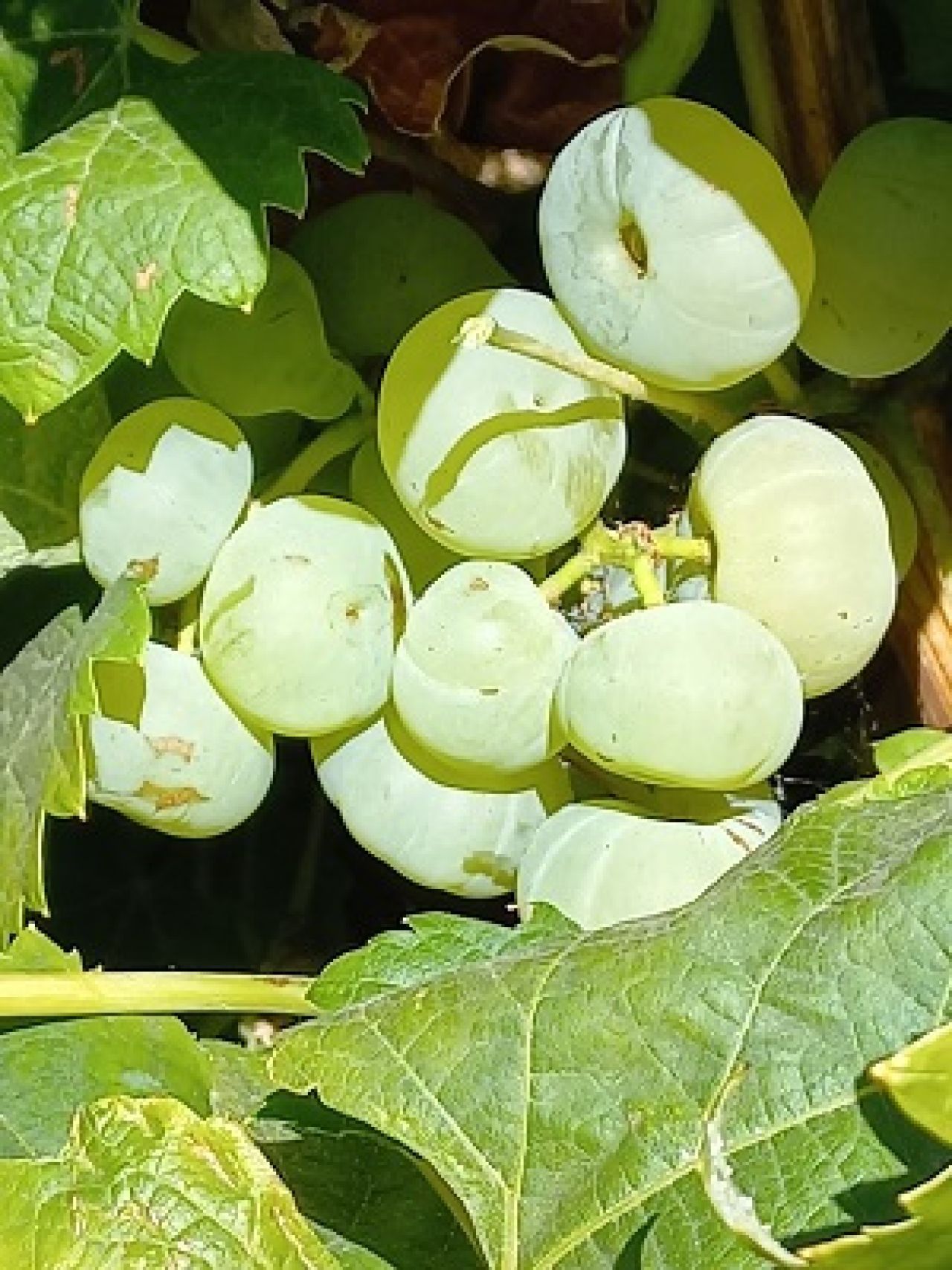Grapevine collection at ARC Infruitec Nietvoorbij Figure 1 D