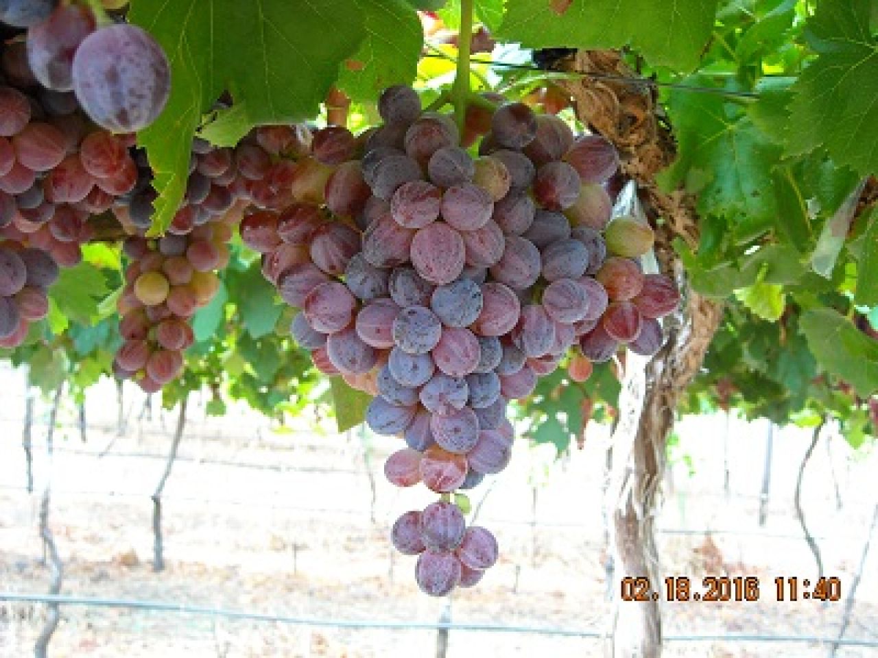 Grapevine collection at ARC Infruitec Nietvoorbij Figure 2 A