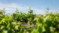 Robertson Winery vineyards 2