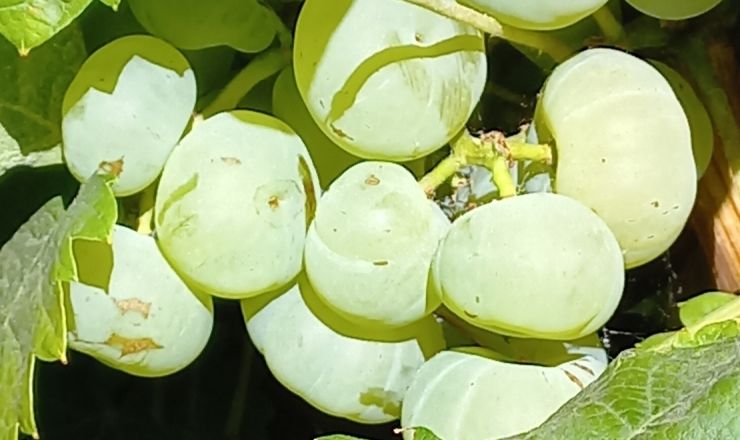 Grapevine collection at ARC Infruitec Nietvoorbij Featured image