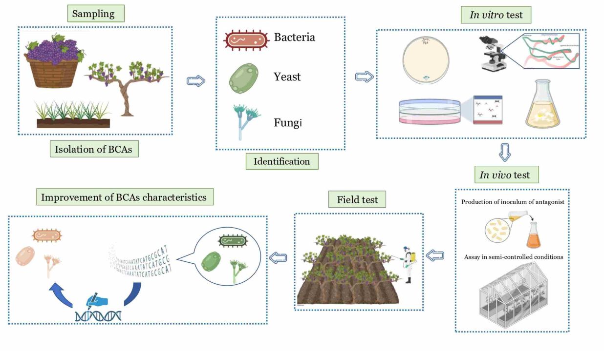 Biocontrol in viticulture