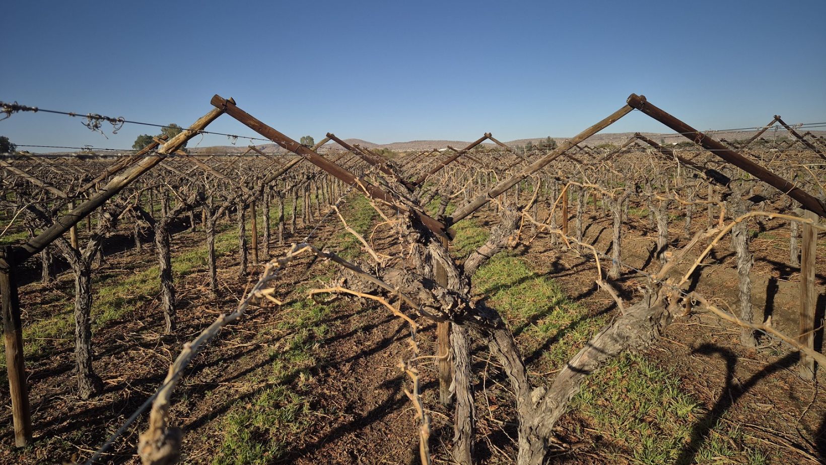 Mechanical pruning