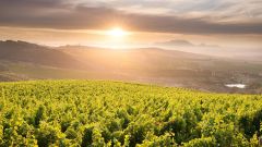 Biocontrol in viticulture Shutterstock
