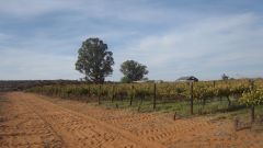 In field fractional use of winery wastewater with raw water Part 4