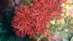 Vine wine innovation watch Use of carrageenan in calcium tartrate
