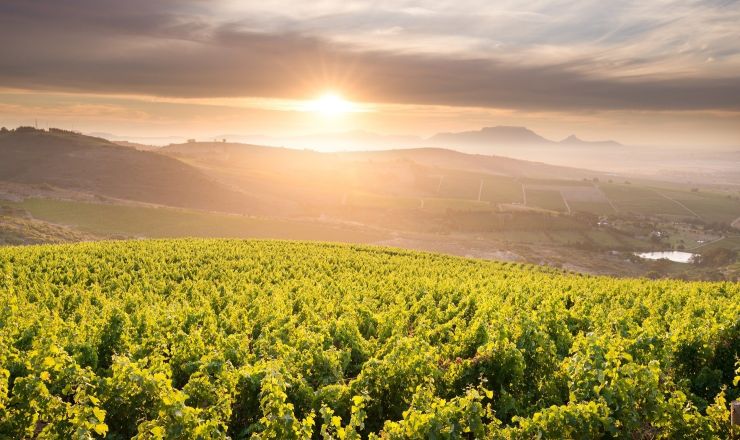 Biocontrol in viticulture Shutterstock