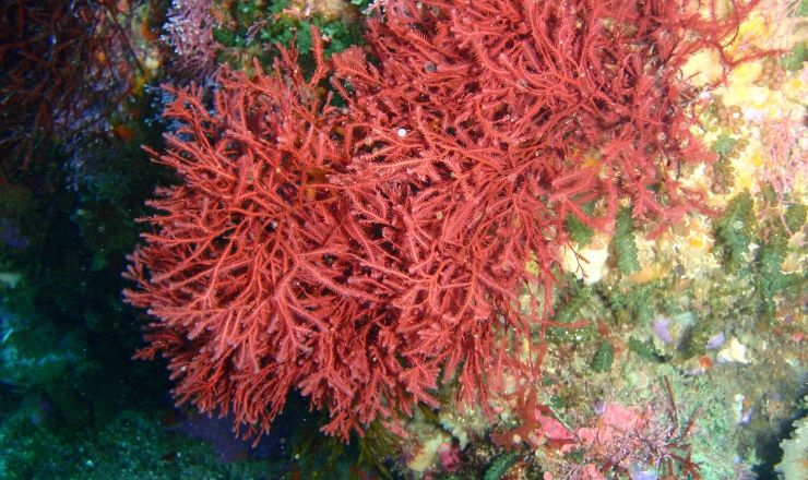 Vine wine innovation watch Use of carrageenan in calcium tartrate