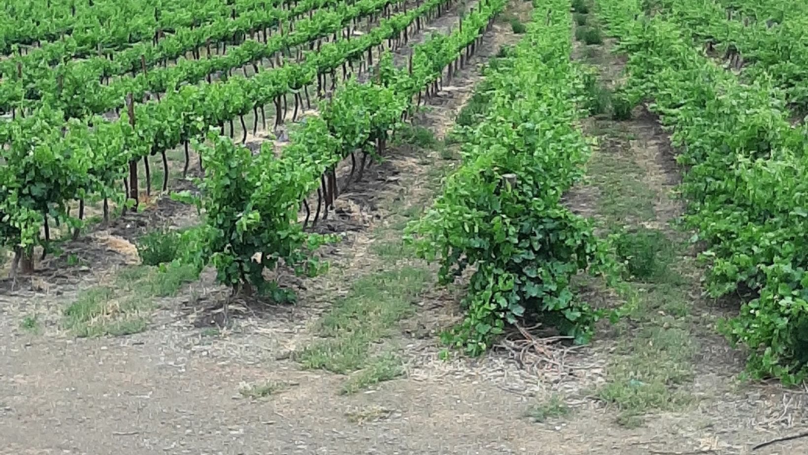 Vine