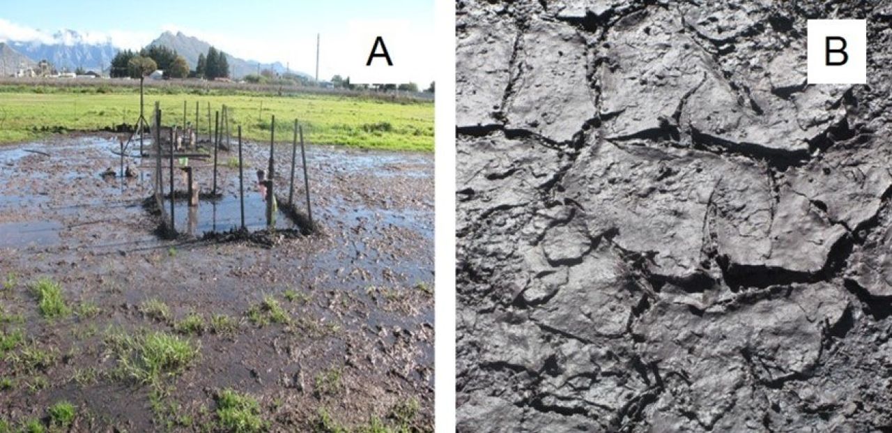 Winery wastewater irrigation Part 1 Figure 6