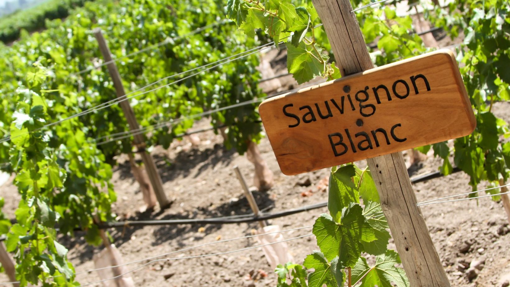 Sauvignon blanc