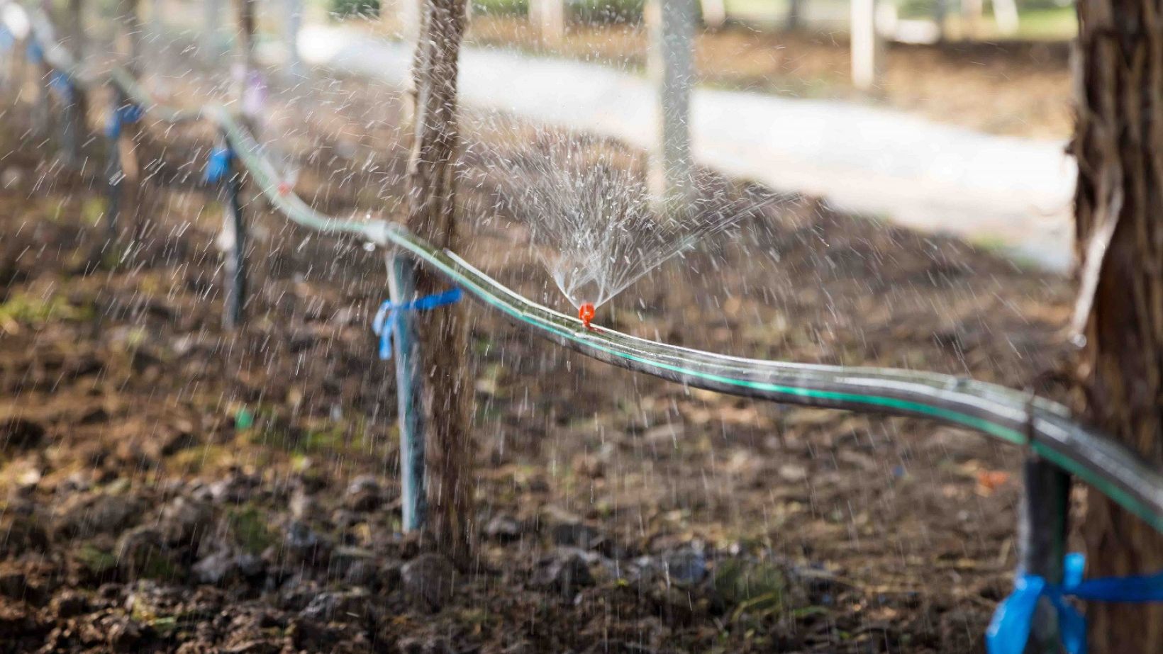 Winery wastewater