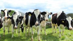 Holstein cattle Cally Lawson Pixabay 1