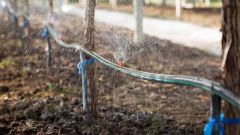 Winery wastewater irrigation Part 1 Shutterstock