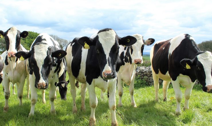 Holstein cattle Cally Lawson Pixabay 1