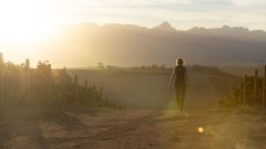 Backsberg Harvest 2024 17 2 1