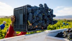 Pinotage harvest by JUNEL VAN DER MERWE ALVIS DRIFT min