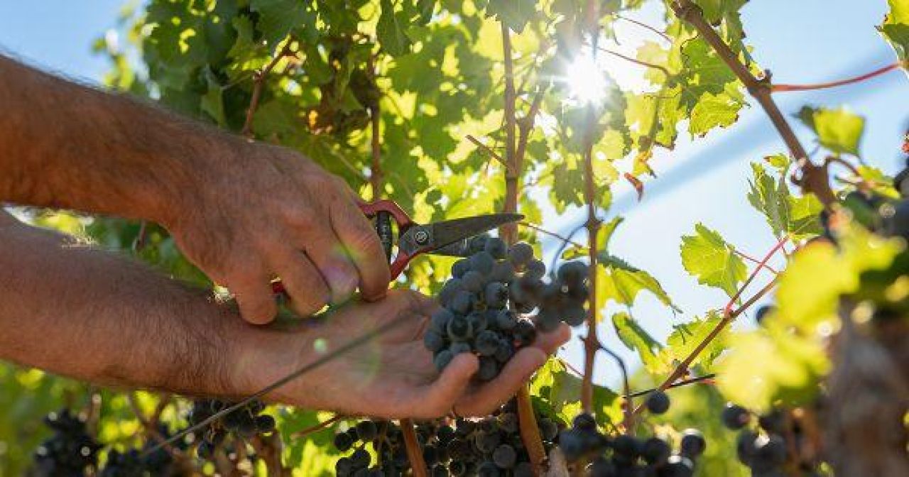Two soils One grape