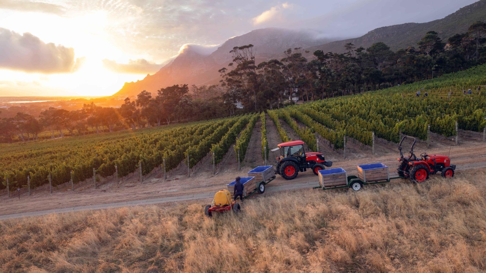 Harvest Vineyards Sunrise min 2