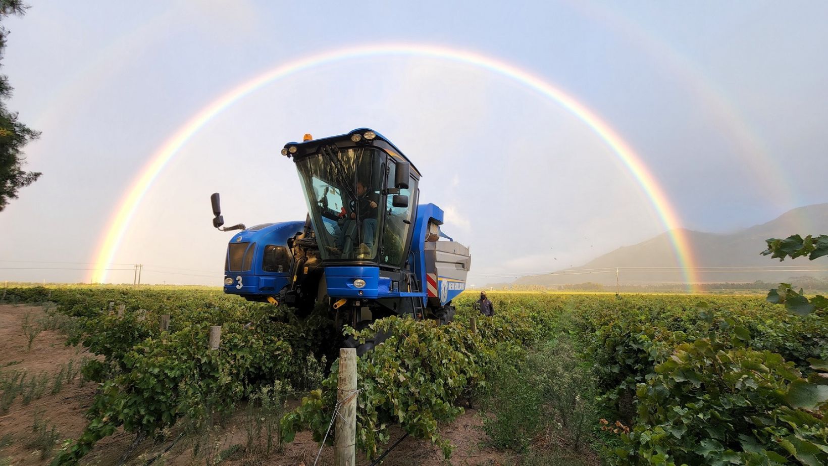 Vinpro produksieplanopname 2024 Nicolaas van Rensburg Morgenrood