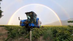 Vinpro produksieplanopname 2024 Nicolaas van Rensburg Morgenrood