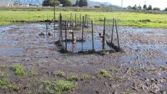 Winery wastewater irrigation Part 3