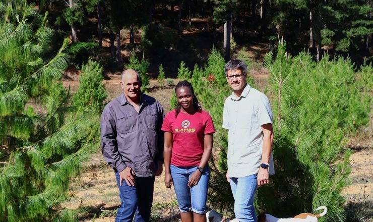 Delheim Pines