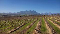 Chenin Blanc planted at Du Bois Boerdery in 1966 Stellenbosch Danie Nel