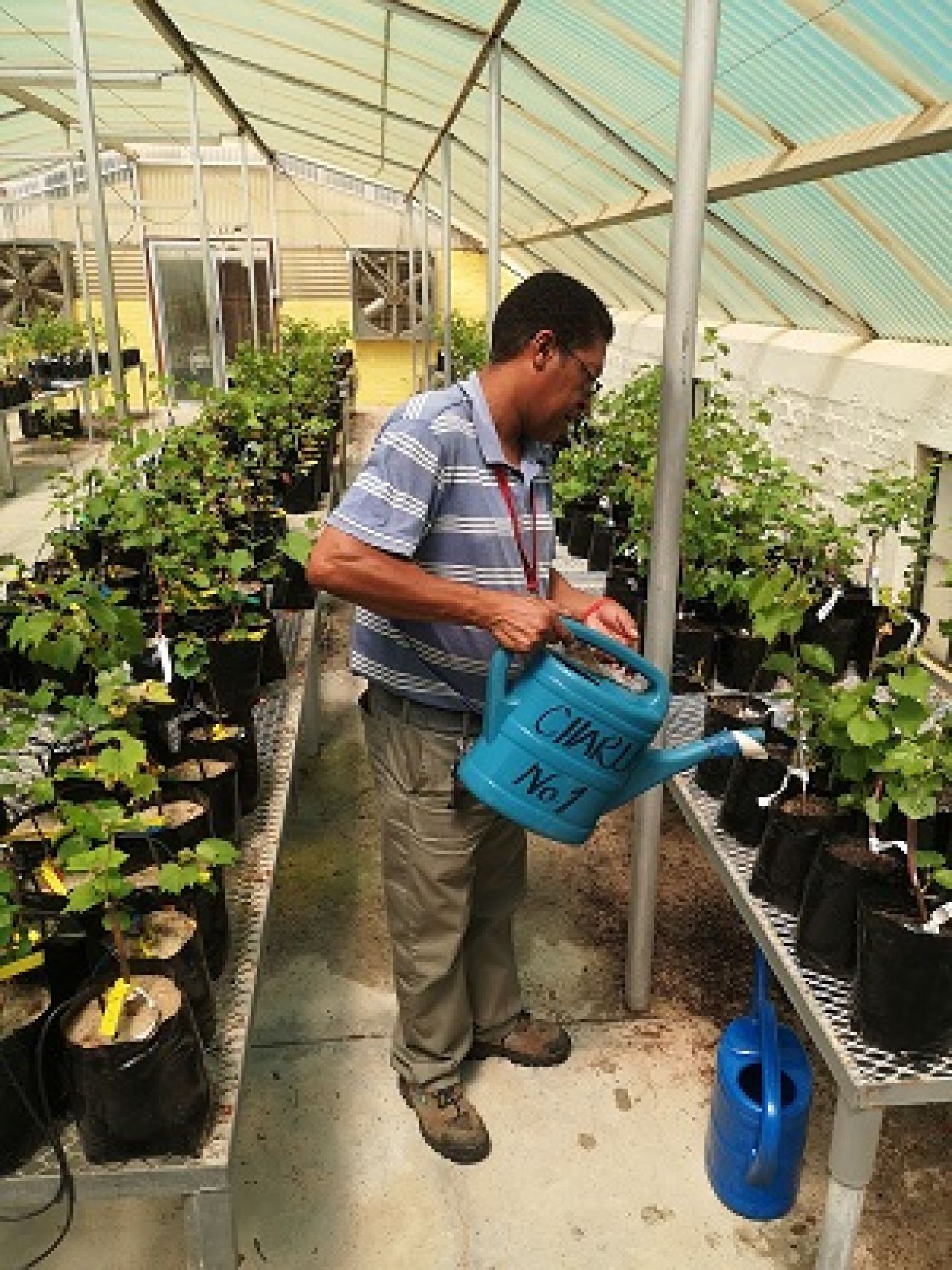 Resistance of grapevine rootstocks to nematodes Photo 1