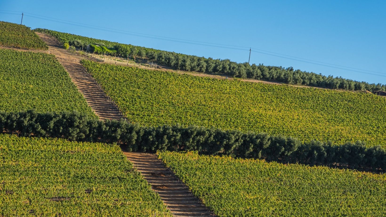 The Cape Winelands region is the premier wine producing area of South Africa