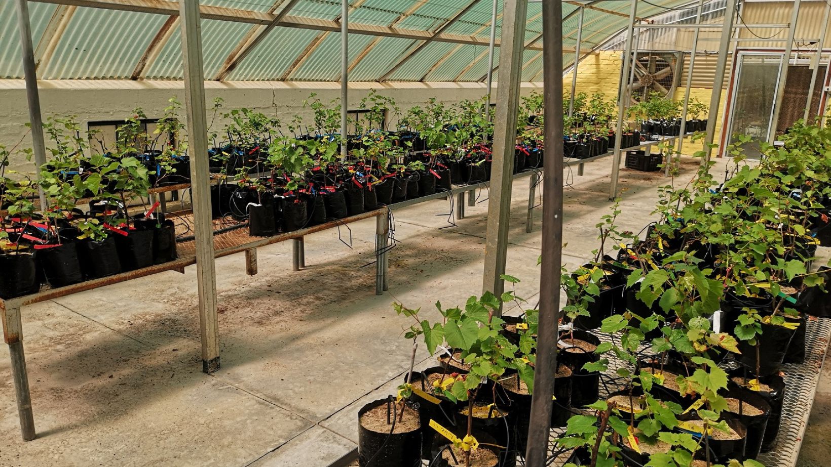 Resistance of grapevine rootstocks to nematodes Intro photo
