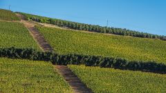 In the vineyard Shutterstock