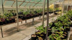 Resistance of grapevine rootstocks to nematodes Intro photo
