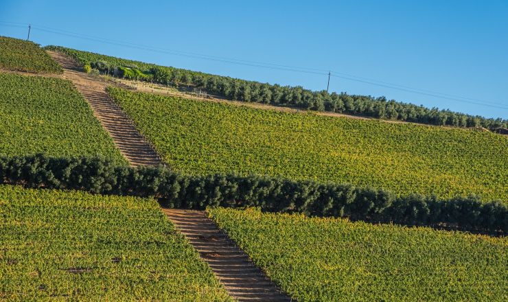 In the vineyard Shutterstock