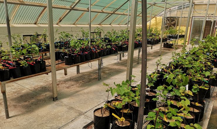 Resistance of grapevine rootstocks to nematodes Intro photo