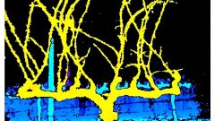 Near real time characterisation of vines Figure 3