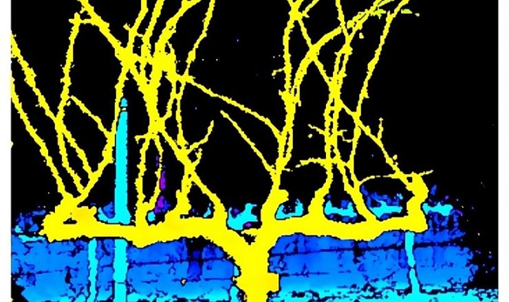 Near real time characterisation of vines Figure 3