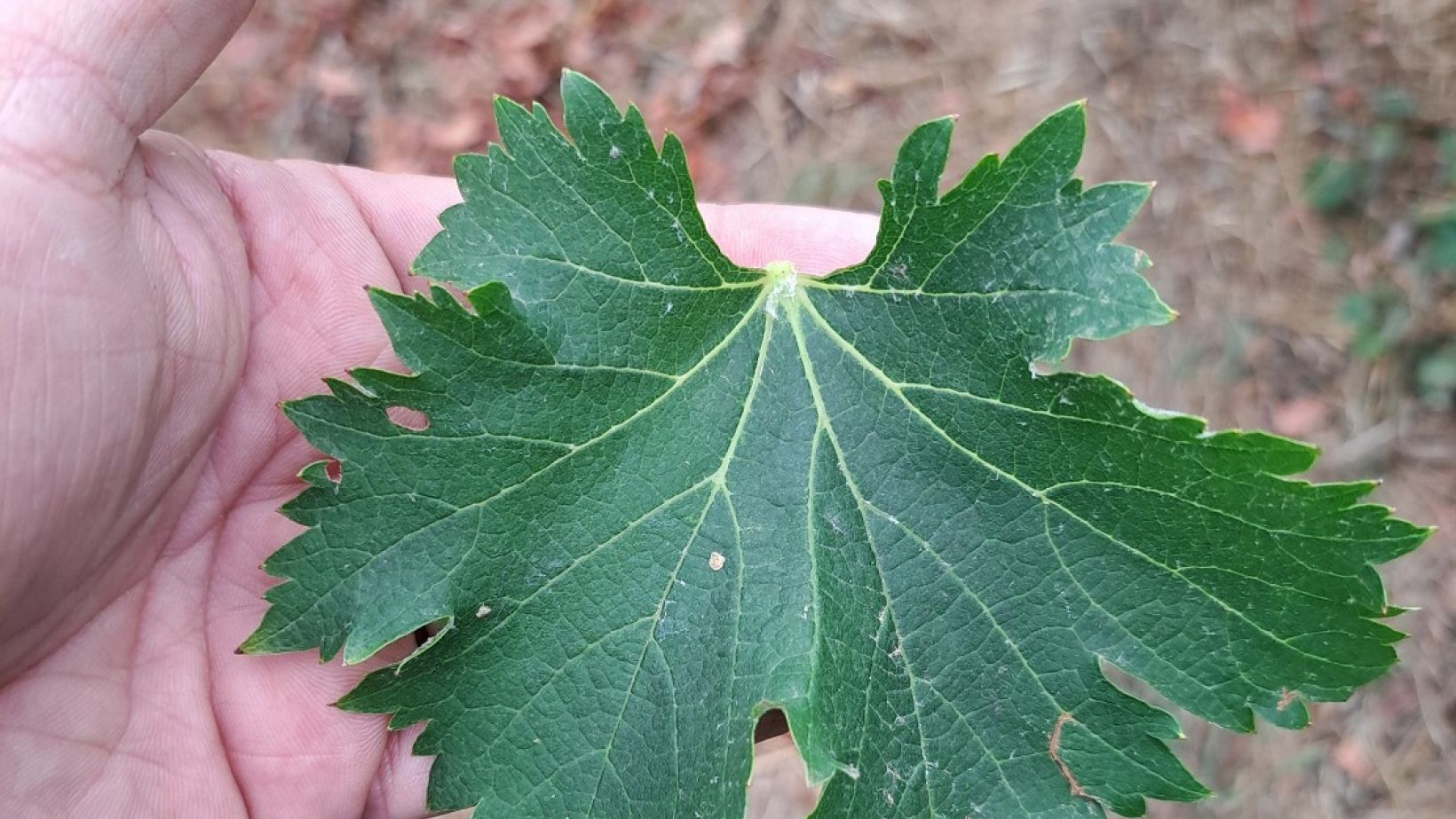 Fanleaf virus
