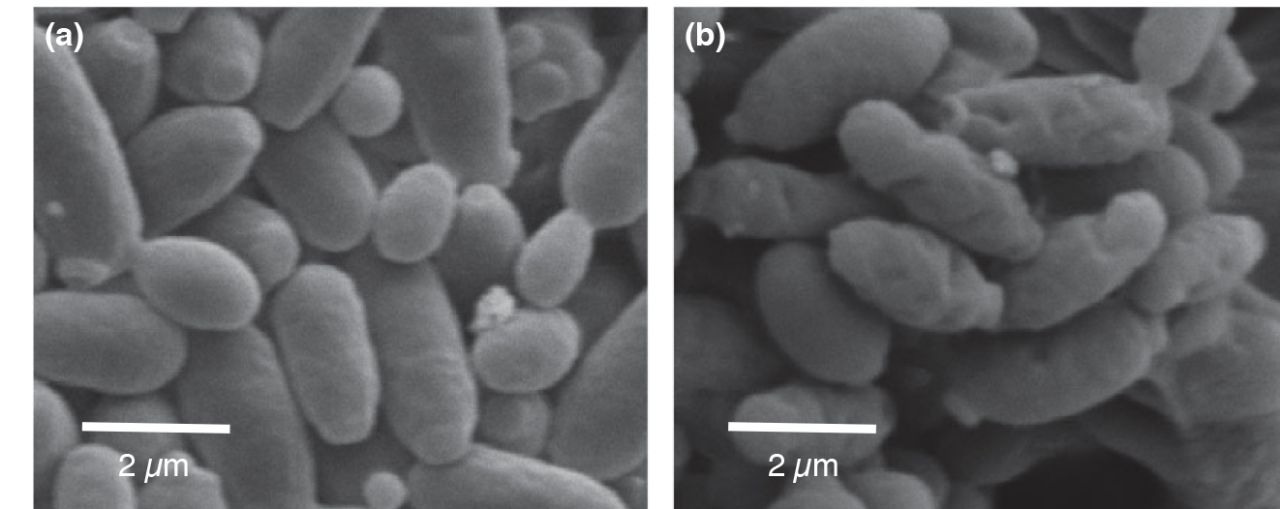 Specific bioprotection against Brettanomyces Figure 3