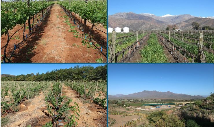 Winery wastewater irrigation Part 8 1