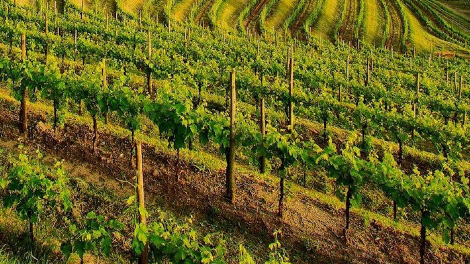 Regenerative viticulture