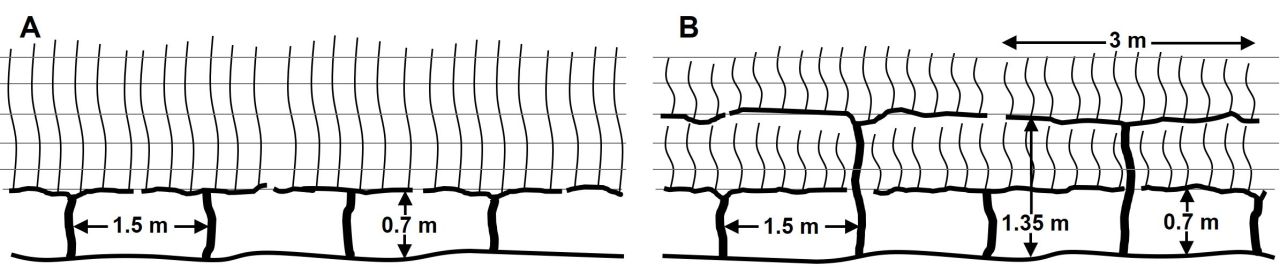 Irrigation strategy trellis system Part 1 Figure 1