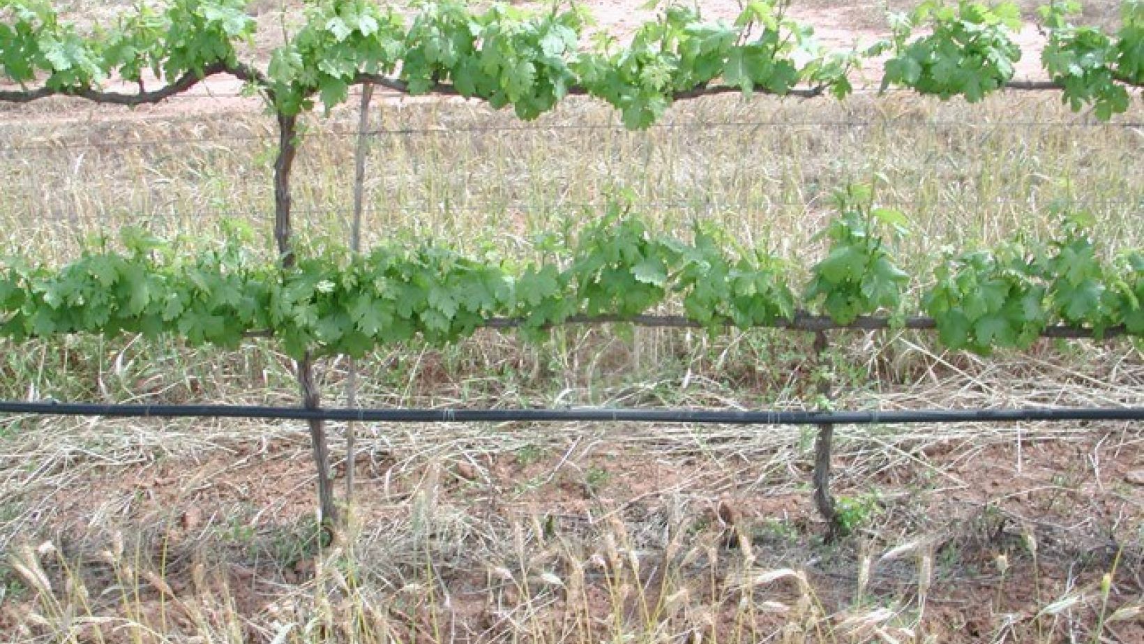Irrigation strategy