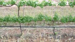 Irrigation strategy trellis system Part 1