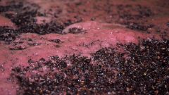 Nicotinic acid deficiency impacts wine fermentation efficiency Flickr