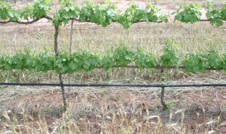 Irrigation strategy trellis system Part 1