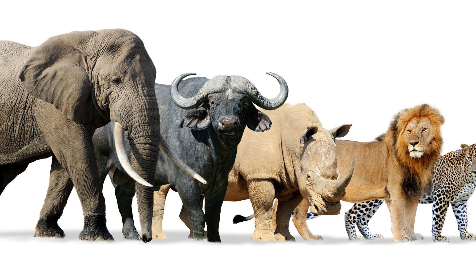 Big five game isolated on white - Lion, Elephant, Leopard, Buffalo and Rhinoceros